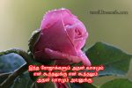 Tamil Pengal Kavithai About Rose Flower