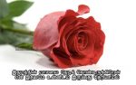 Lonely Feeling Tamil kadhal kavithaigal On Rose Flower