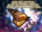 Karunakaran Love Kavithaigal With Butterfly Images