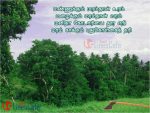 Tree Poem In Tamil