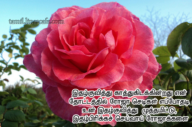 Tamil Love Kavidhai With Rose Flowers