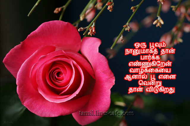 Kavithai About Rose, Flowers, On Life