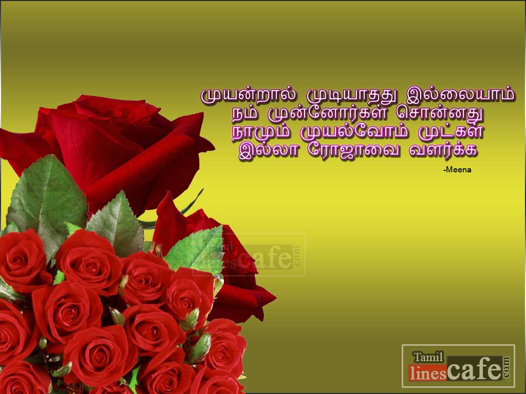 Beautiful Roja (Rose) Tamil Kavithaigal By Meena