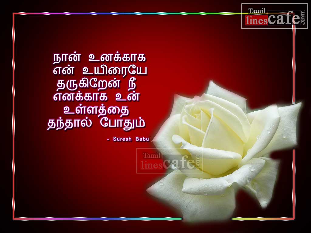Kathal kavithai Varigal With Nice White Rose Flowers Images For Love Proposal To Your Girlfriend