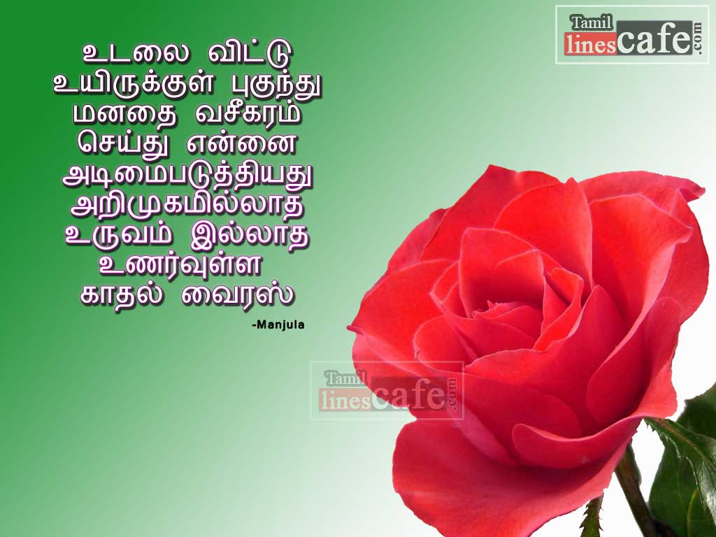Super Quotes In Tamil About Kadhal Virus With Cute Rose Picture Wallpapers For Facebook